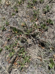Opuntia polyacantha