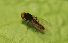 Callomyiinae