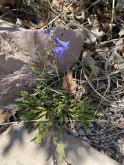 Penstemon virens