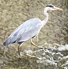 Ardea cinerea