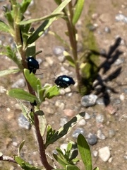 Chrysochus cobaltinus