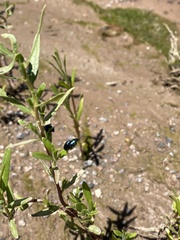 Chrysochus cobaltinus