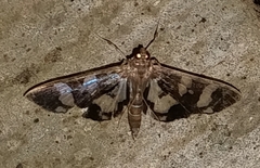 Desmia bajulalis