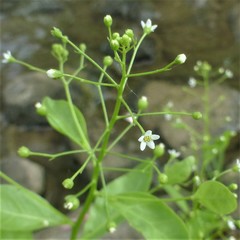 Samolus parviflorus