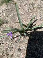 Tradescantia occidentalis