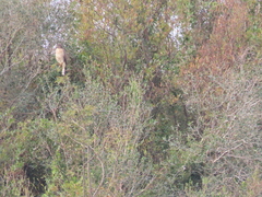 Rupornis magnirostris