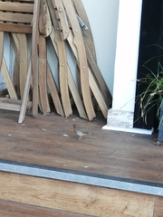 Erithacus rubecula