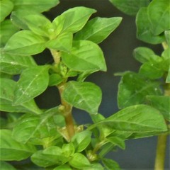 Ludwigia palustris