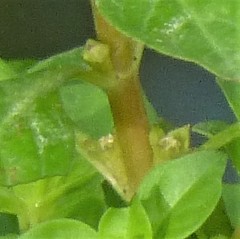 Ludwigia palustris