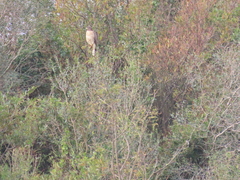 Rupornis magnirostris