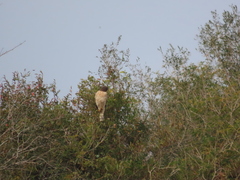 Rupornis magnirostris