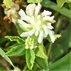 Trifolium resupinatum