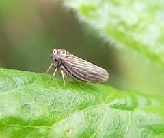 Agallia quadripunctata