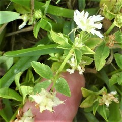 Trifolium resupinatum