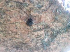 Ululodes quadripunctatus