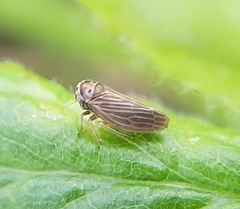 Agallia quadripunctata