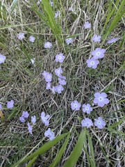 Phlox multiflora