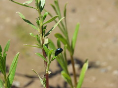 Chrysochus cobaltinus