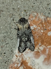 Aleptina inca