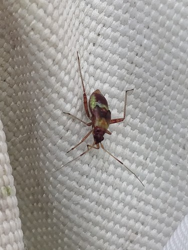 spotted plant bug, 6325 Berg en Terblijt, Nederland, photo 9 of 10