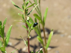 Chrysochus cobaltinus