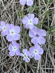 Phlox multiflora