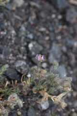 Spergularia rubra