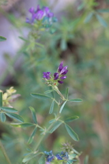 Medicago sativa