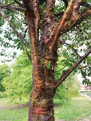 Prunus serrulata