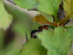 Phidippus insignarius