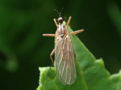 Empis trigramma