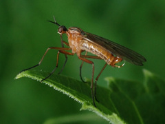 Empis trigramma