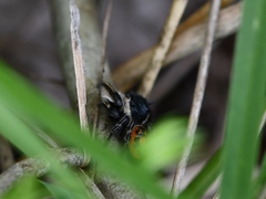 Phidippus insignarius