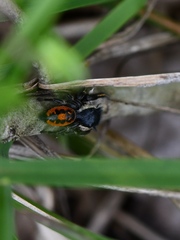 Phidippus insignarius