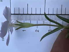 Phlox multiflora