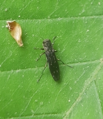 Agrilus obsoletoguttatus