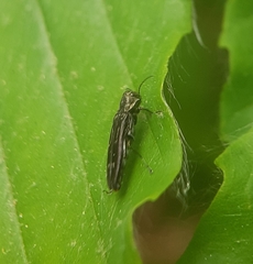 Agrilus obsoletoguttatus