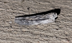 Sarata incanella