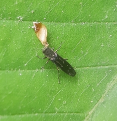 Agrilus obsoletoguttatus