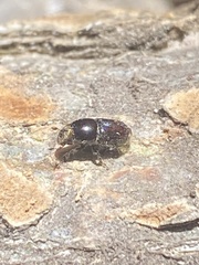 Polyphaga