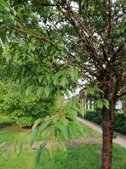 Prunus serrulata