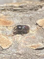 Polyphaga