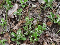 Antennaria virginica