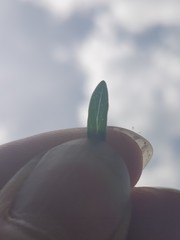 Hypericum × desetangsii