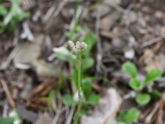 Antennaria virginica