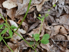 Ranunculus micranthus