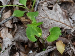 Ranunculus micranthus