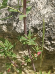 Hypericum × desetangsii