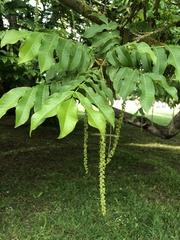 Pterocarya fraxinifolia