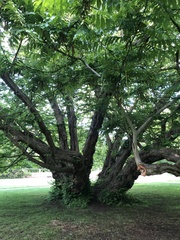 Pterocarya fraxinifolia